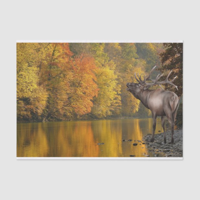 Autumn River Elk Tissue Paper (Front)