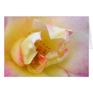 Autumn Rose