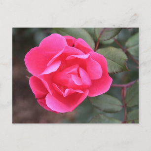 Autumn Rose Postcard