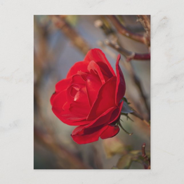 Autumn Rose Postcard (Front)