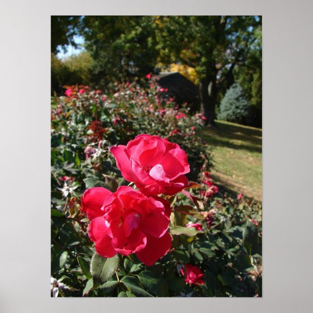 Autumn Roses Poster (Front)