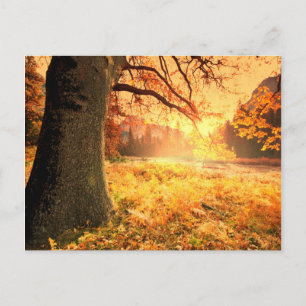Autumn Scene Postcard