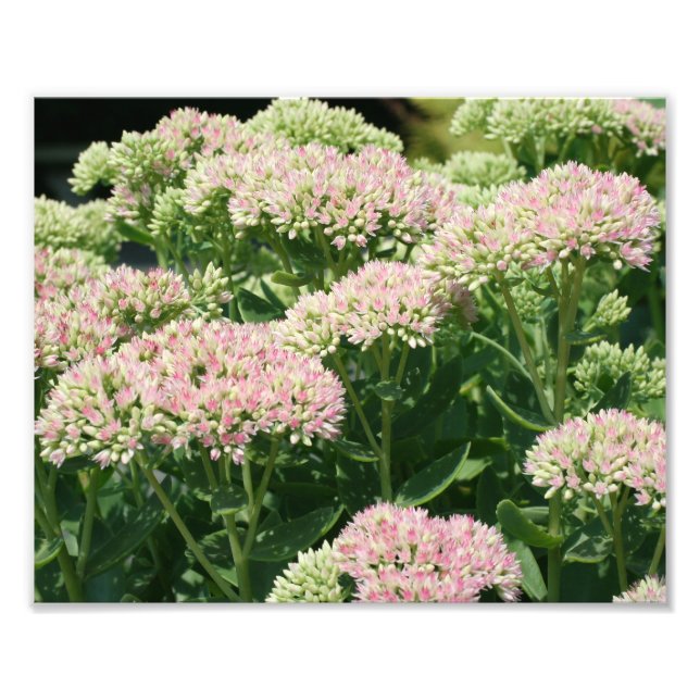 Autumn Sedum Petals 10x8 Close Up Flower  Photo Print (Front)