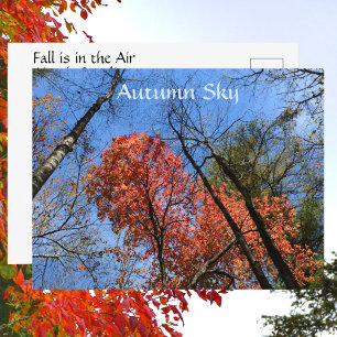 Autumn Sky Colourful Autumn Trees Photographic Postcard