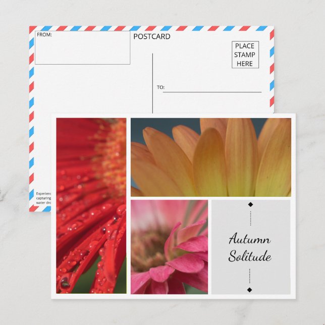 Autumn Solitude - Floral Water Droplets Postcard (Front/Back)