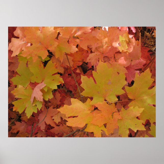 Autumn Splendour (1) Poster (Front)