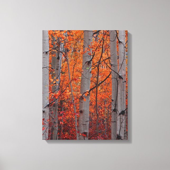 Autumn Splendour Canvas Print (Front)
