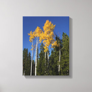 Autumn Splendour in the Aspen Treetops Canvas Print