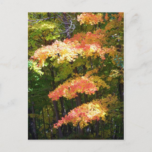 autumn splendour postcard (Front)