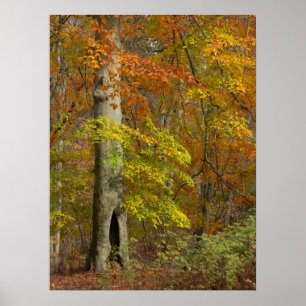 Autumn Splendour Poster