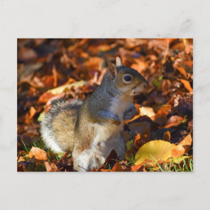 Autumn Squirrel Postcard