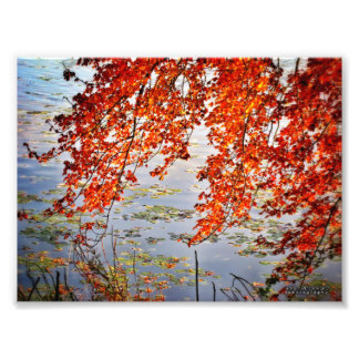 Autumn Sunlight #2 Photo Print