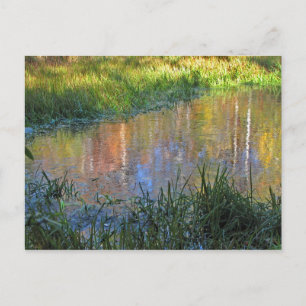 Autumn Swamp Reflections Postcard