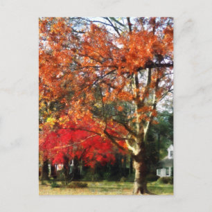 Autumn Sycamore Tree Postcard