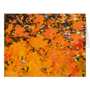 Autumn - Thanksgiving - Fall - Seasons