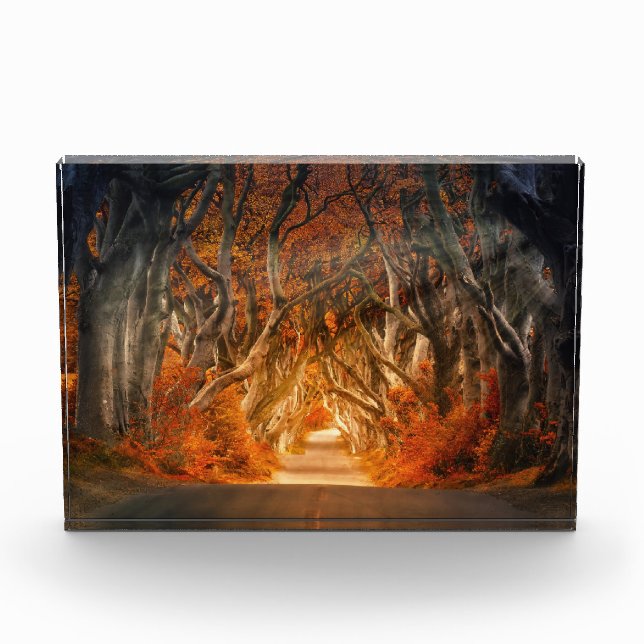 Autumn Through the Thicket Photo Block (Front)