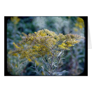 Autumn Time Flowers