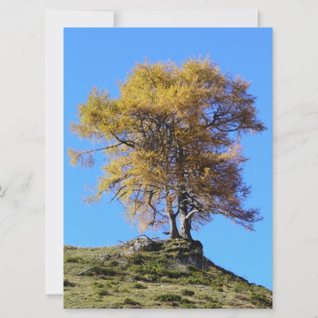 Autumn Tree (Front)