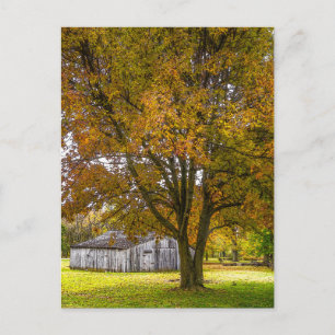 Autumn Tree And Barn Painterly Postcard