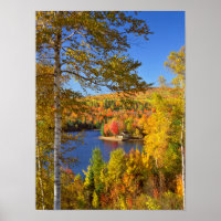 Autumn tree landscape, Maine