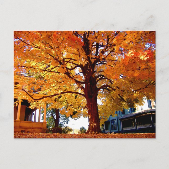 Autumn Tree photo by Mark Edward Westerfield Postcard (Front)