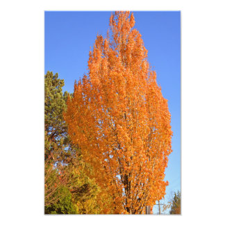 Autumn tree photo print