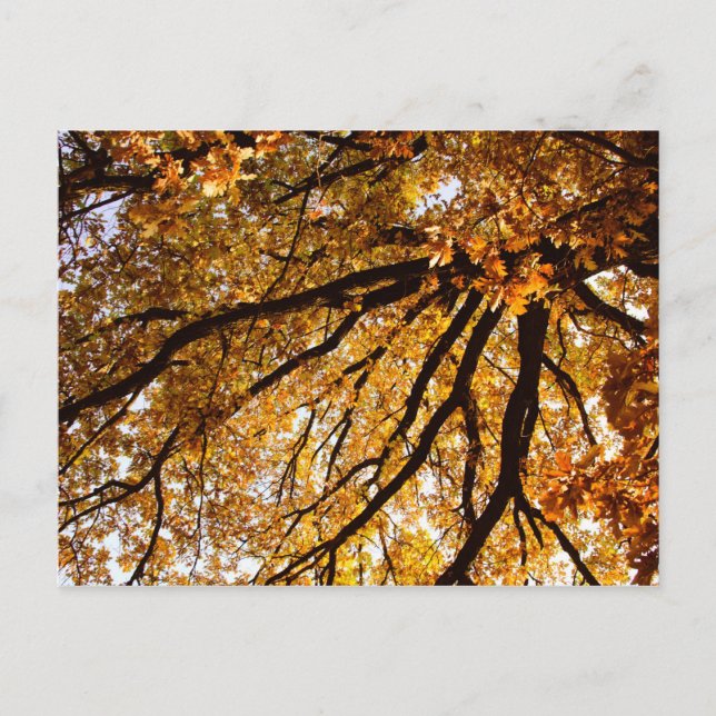 Autumn tree postcard (Front)