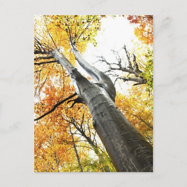 Autumn tree postcard (Front)