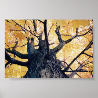 autumn tree poster