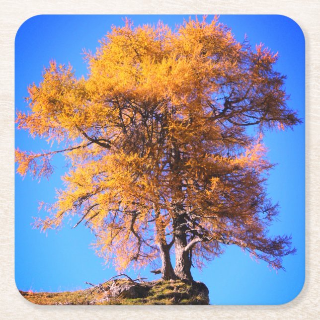 Autumn Tree Square Paper Coaster (Front)