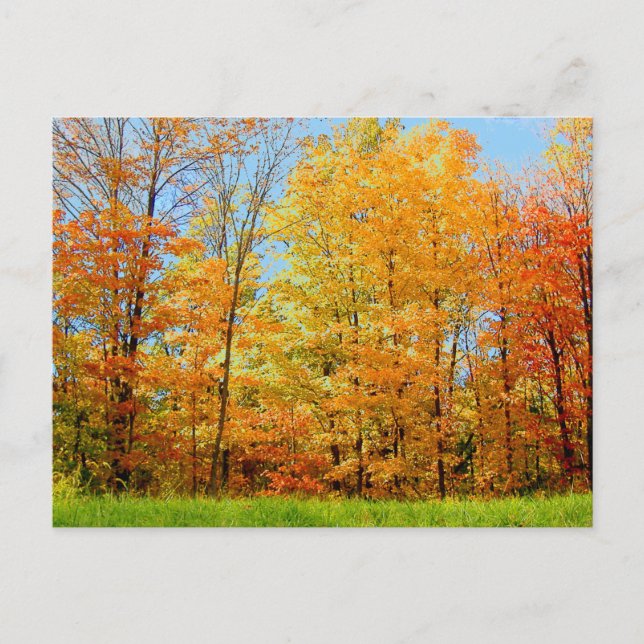 Autumn Trees 2004 Photo Postcard (Front)