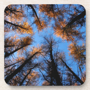 Autumn trees at sunset coaster