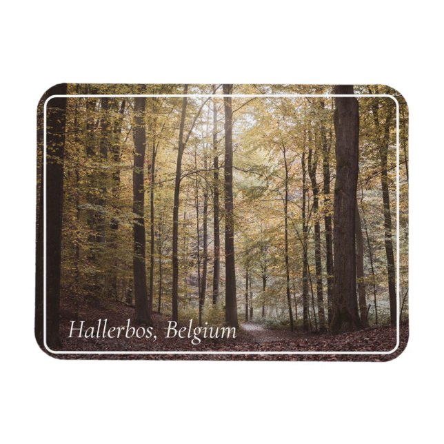 Autumn Trees, Hallerbos, Belgium Magnet (Horizontal)