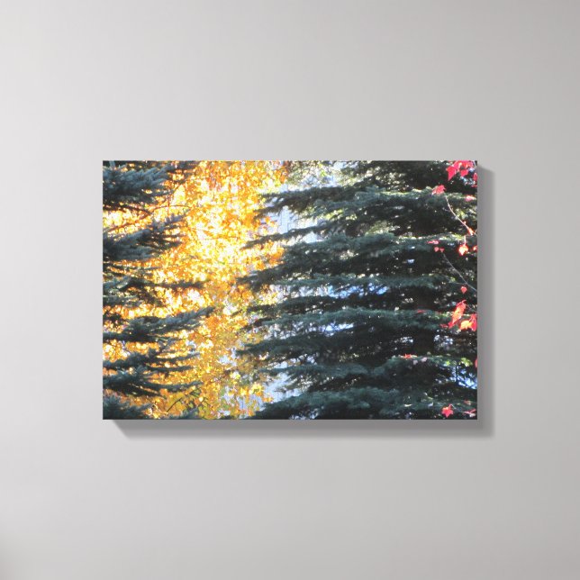 Autumn Trees in Whistler, B.C. Canvas Print (Front)