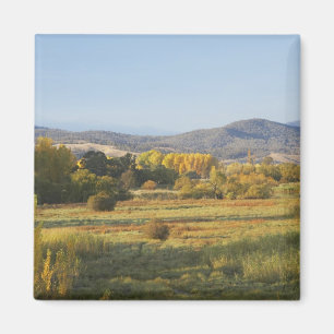 Autumn Trees, Khancoban, Snowy Mountains, New Magnet