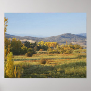 Autumn Trees, Khancoban, Snowy Mountains, New Poster