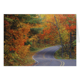 Autumn trees line roadway in Itasca State Park
