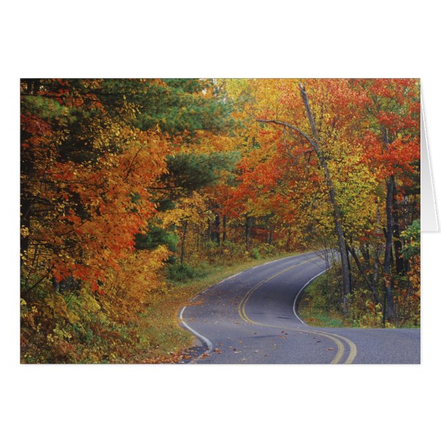 Autumn trees line roadway in Itasca State Park (Front Horizontal)