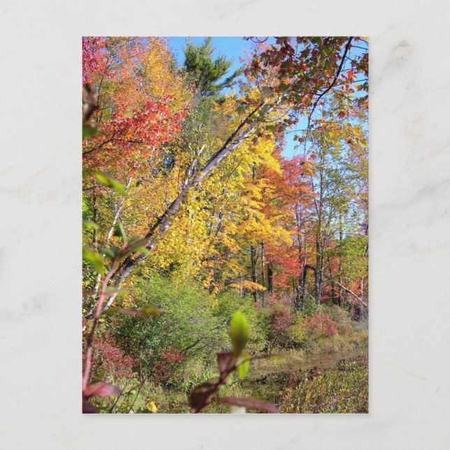 Autumn Trees Postcard (Front)