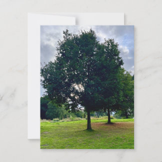 Autumn trees postcard