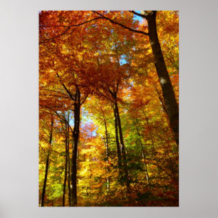 Autumn Trees Poster