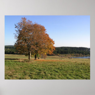 autumn trees poster