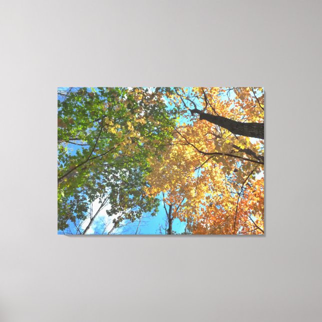 Autumn Treetops Lg Canvas Print (Front)