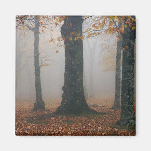 Autumn view of foggy forest, Grandfather 2 Magnet