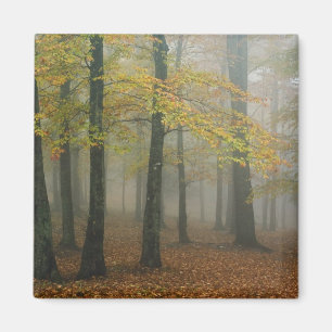 Autumn view of foggy forest, Grandfather 3 Magnet
