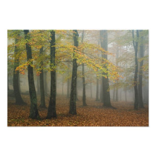 Autumn view of foggy forest, Grandfather 3 Photo Print