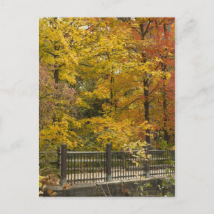 Autumn Vine Weddinga Postcard