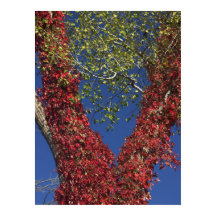 Autumn Vines On Trees Poster