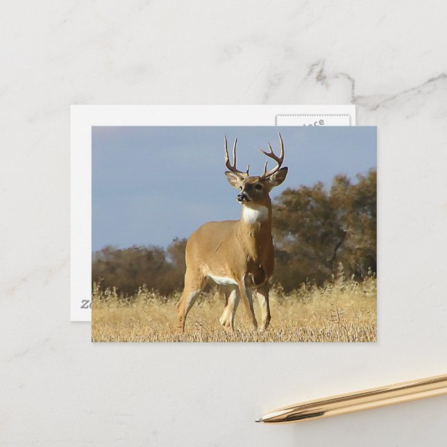 Autumn Whitetail Buck Postcard (Front/Back In Situ)