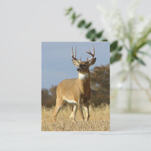 Autumn Whitetail Buck Postcard
